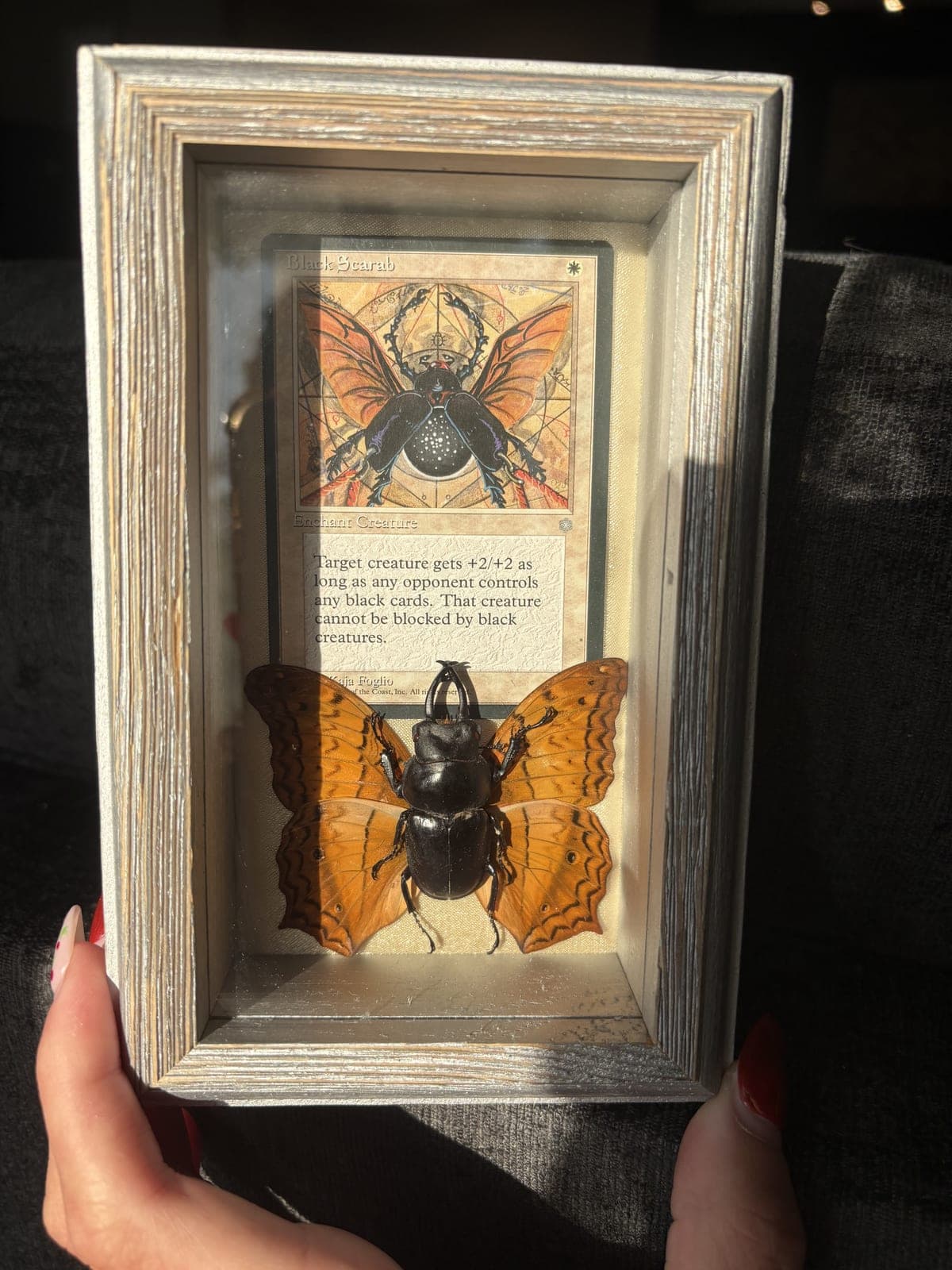 Beetle card shadow box, silver frame