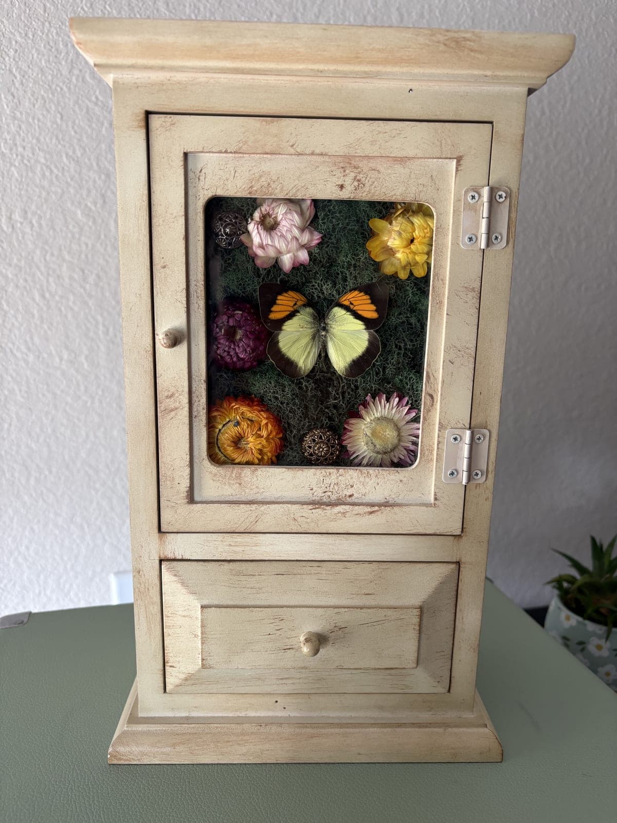 Cabinet with pressed butterflies and flowers