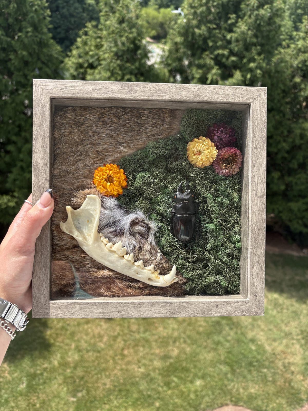 Jawbone, beetle and moss shadow box