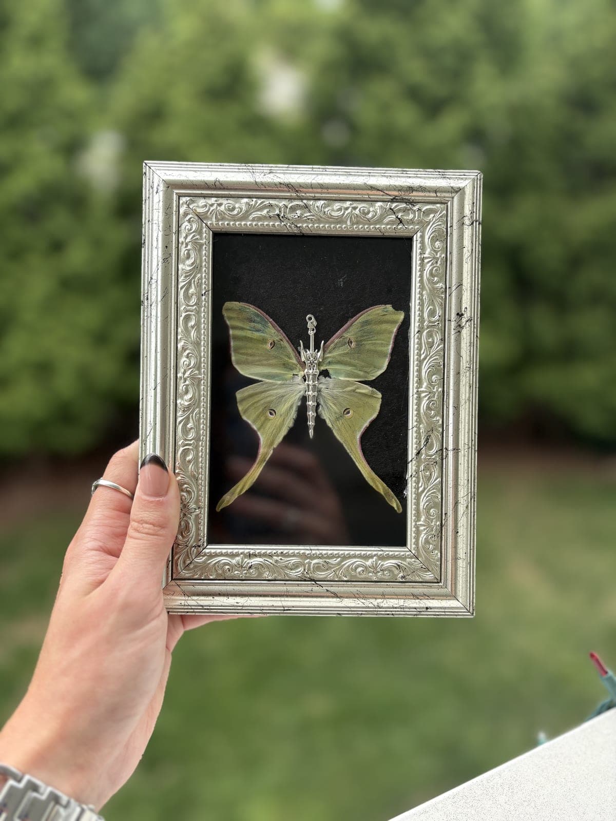 Luna moth in a silver frame